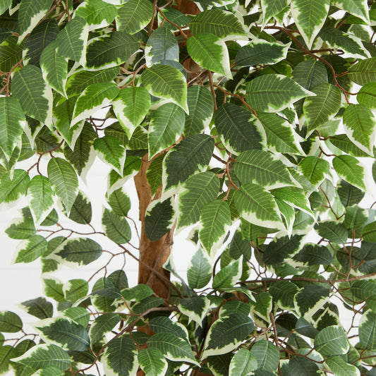 6’ Variegated Ficus Tree - Tampa Home & Garden Store