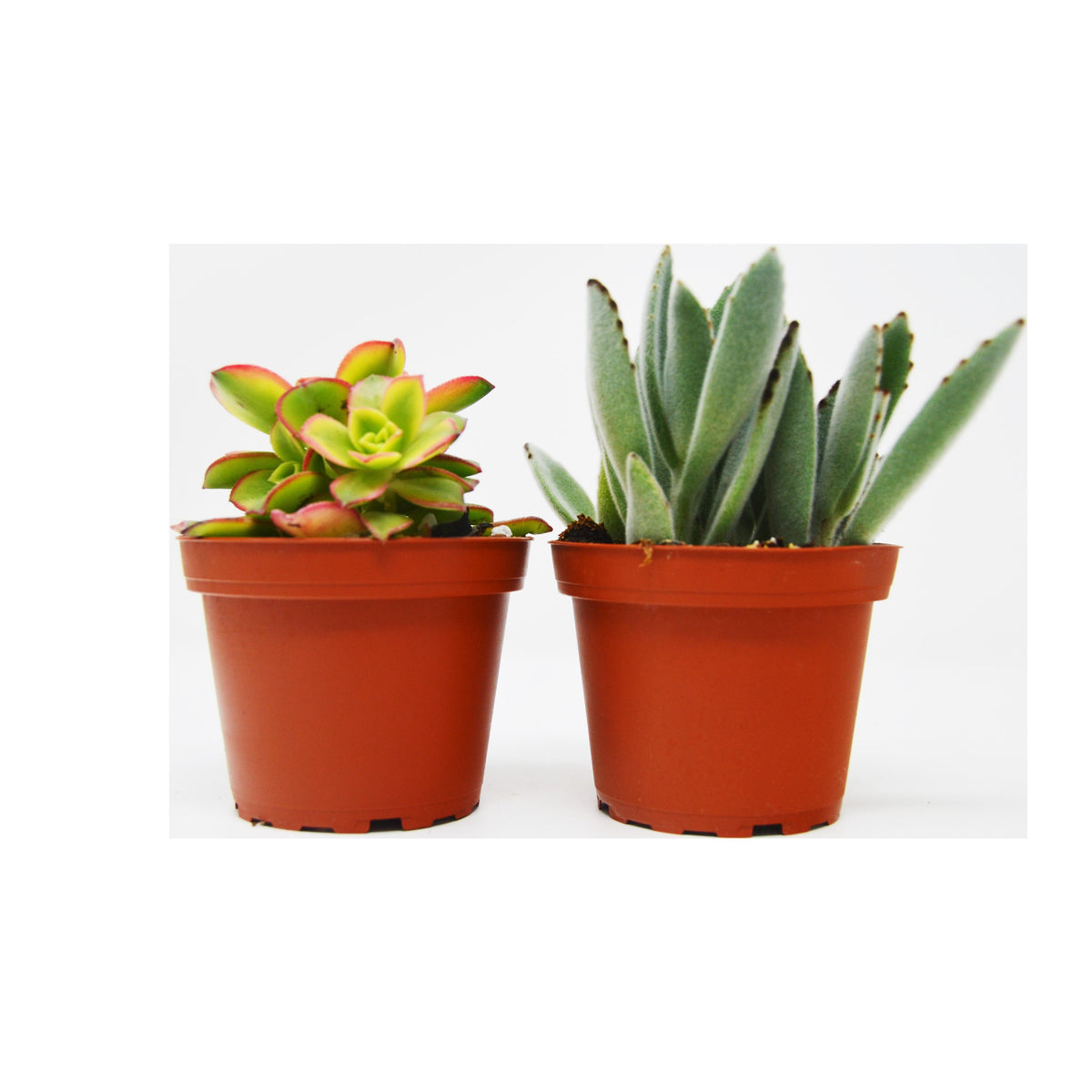 2-succulent variety pack in 4-inch terracotta pots; variegated rosette and upright green succulent on Tampa Home & Garden Store