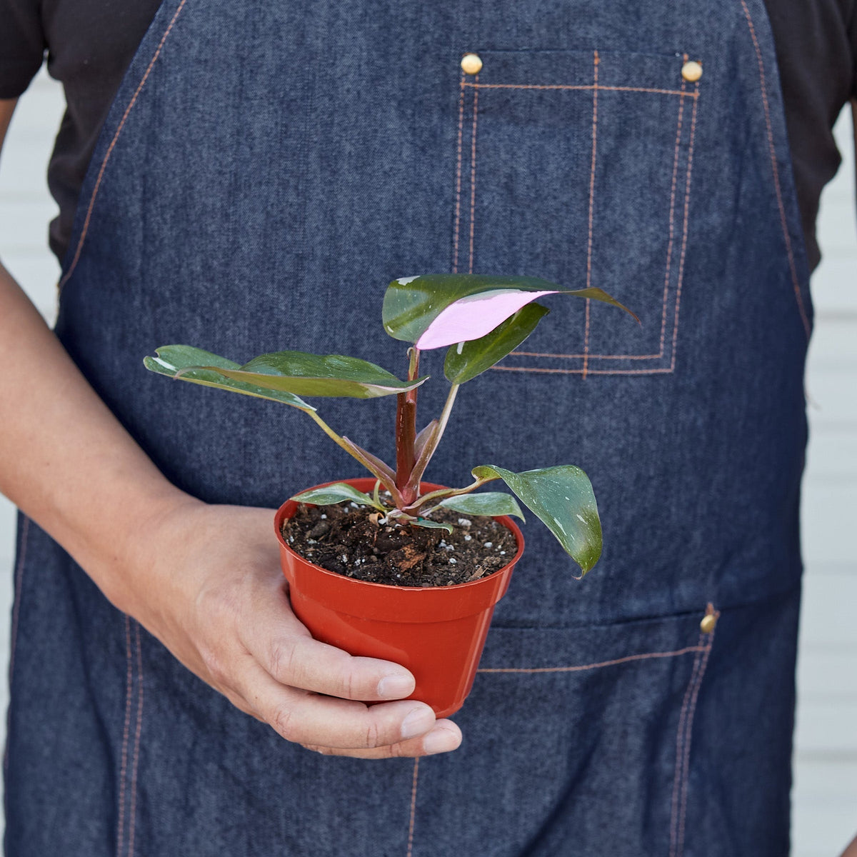 Philodendron Pink Princess in a red pot with pink leaves held by a denim apron wearer on Tampa Home & Garden Store