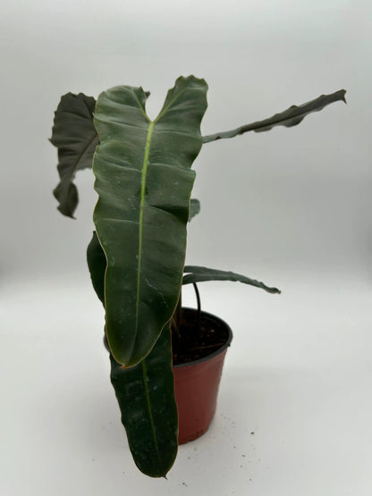 Philodendron Black Billietiae x Atabapoense