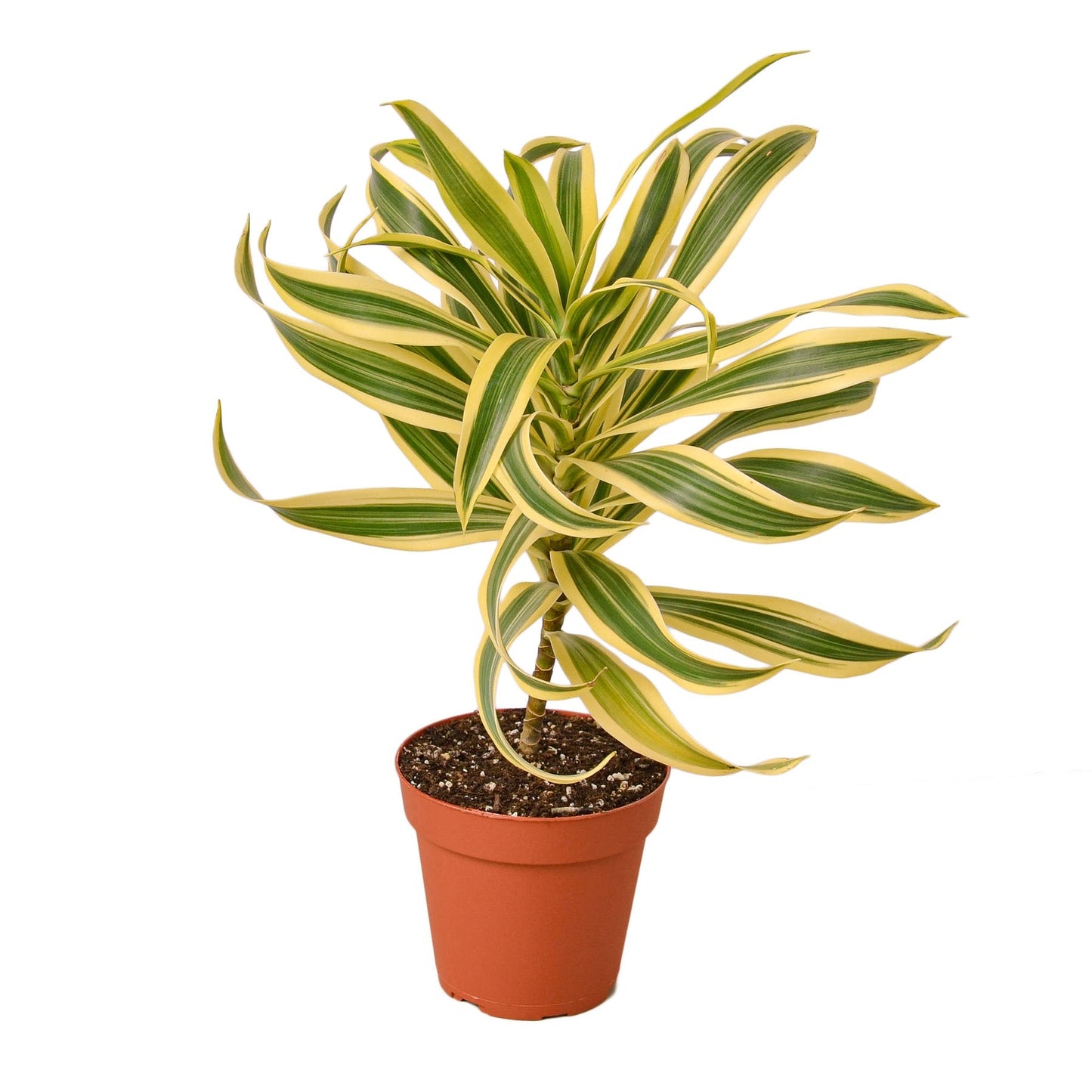 Dracaena Song of India leaves yellow variegation in a terracotta pot on Tampa Store on Tampa Home & Garden Store