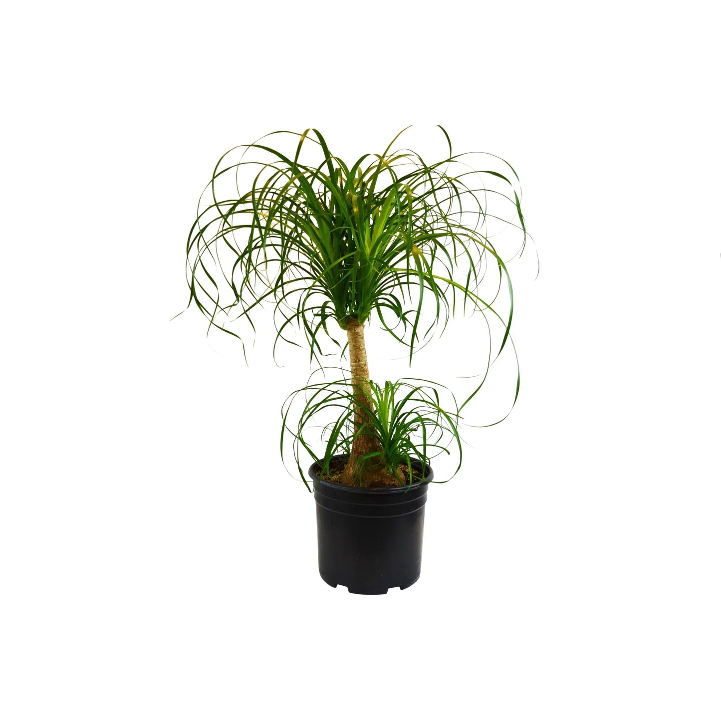Palm Ponytail indoor plant by Rooted Treasures Farms with green arching fronds in pot on Tampa Home & Garden Store