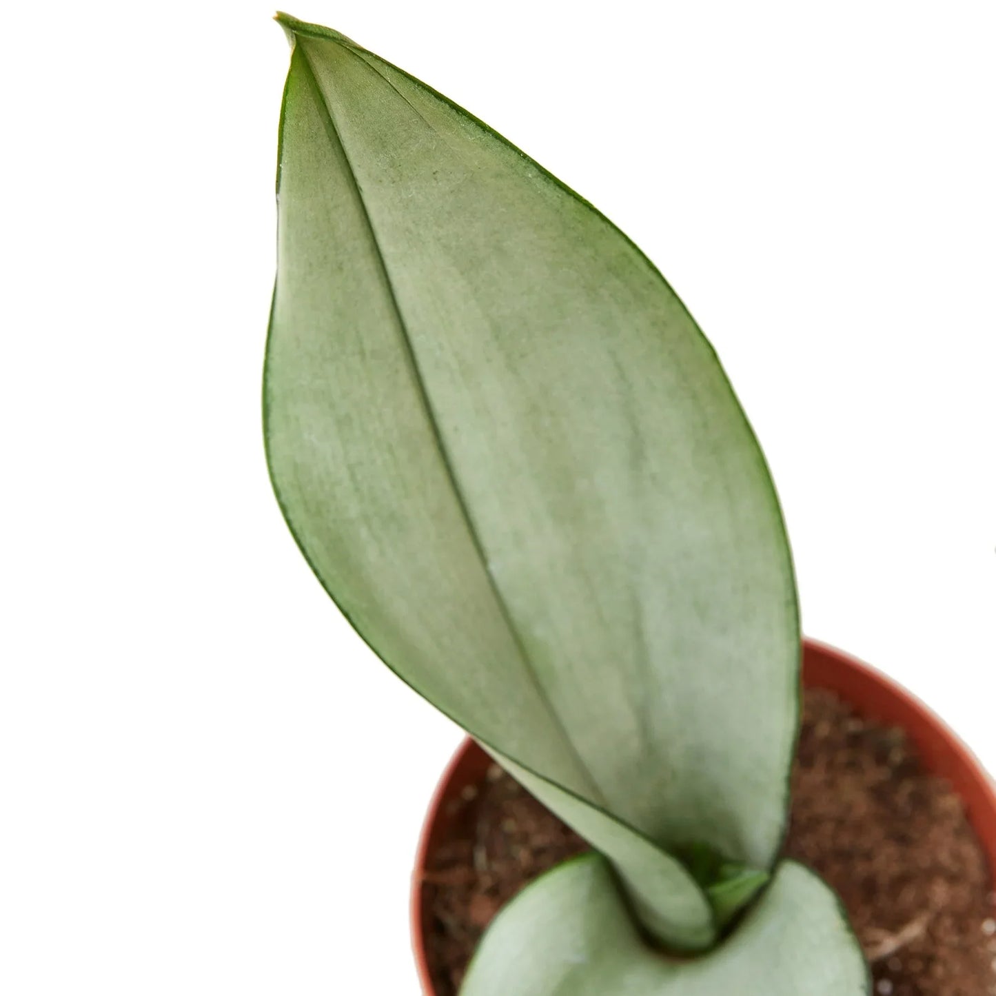 Snake Plant Moonshine indoor plant with blue-green leaves in a terracotta pot on Tampa Home & Garden Store