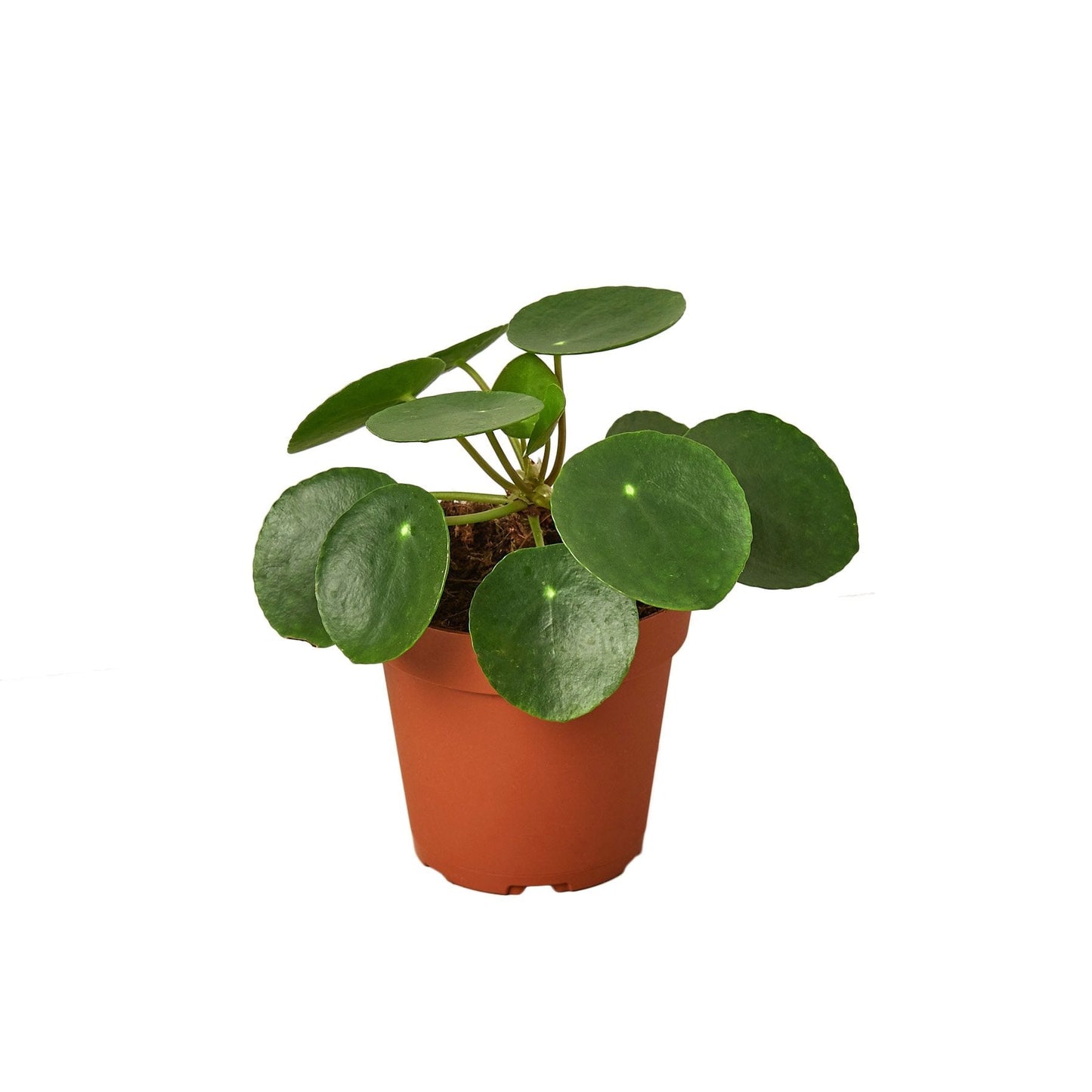 Pilea Peperomioides in a 4in nursery pot with round green leaves terracotta pot on Tampa Home & Garden Store