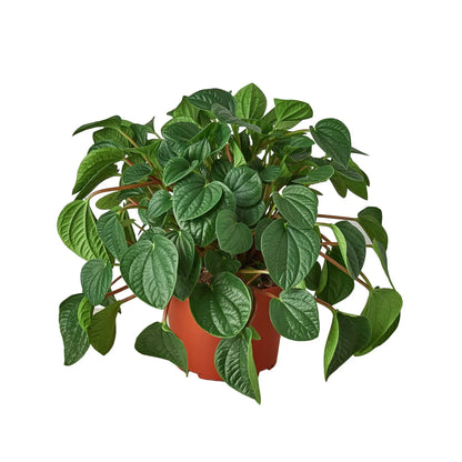 Peperomia Rana Verde indoor plant with glossy emerald leaves in a terracotta pot on Tampa Home & Garden Store