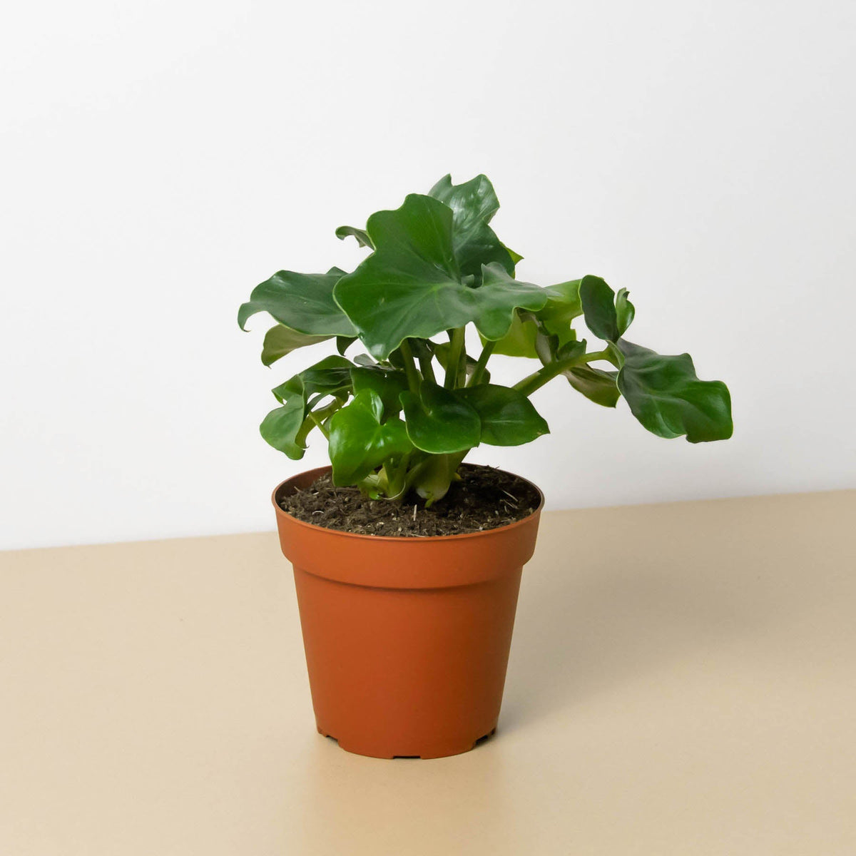 Philodendron Atom indoor plant with glossy green leaves in a terracotta pot on Tampa Home & Garden Store