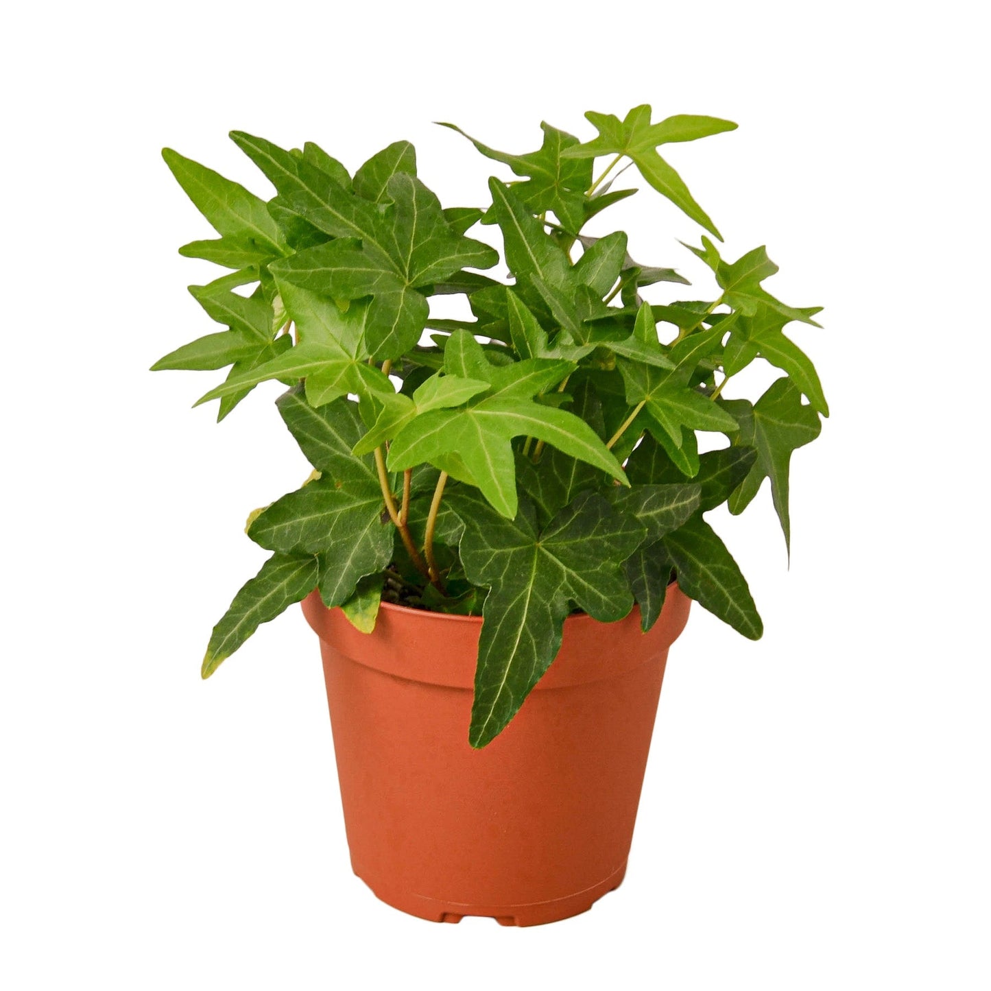 Indoor plant English Ivy Green California by Rooted Treasures Farms in a terracotta pot on Tampa Home & Garden Store