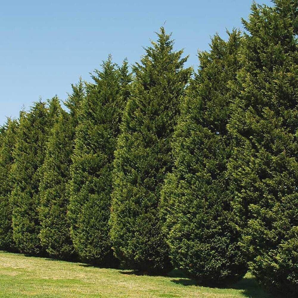 Leyland Cypress Tree, tall evergreen with dense green foliage, Live Good Logistics, outdoor plant on Tampa Home & Garden Store