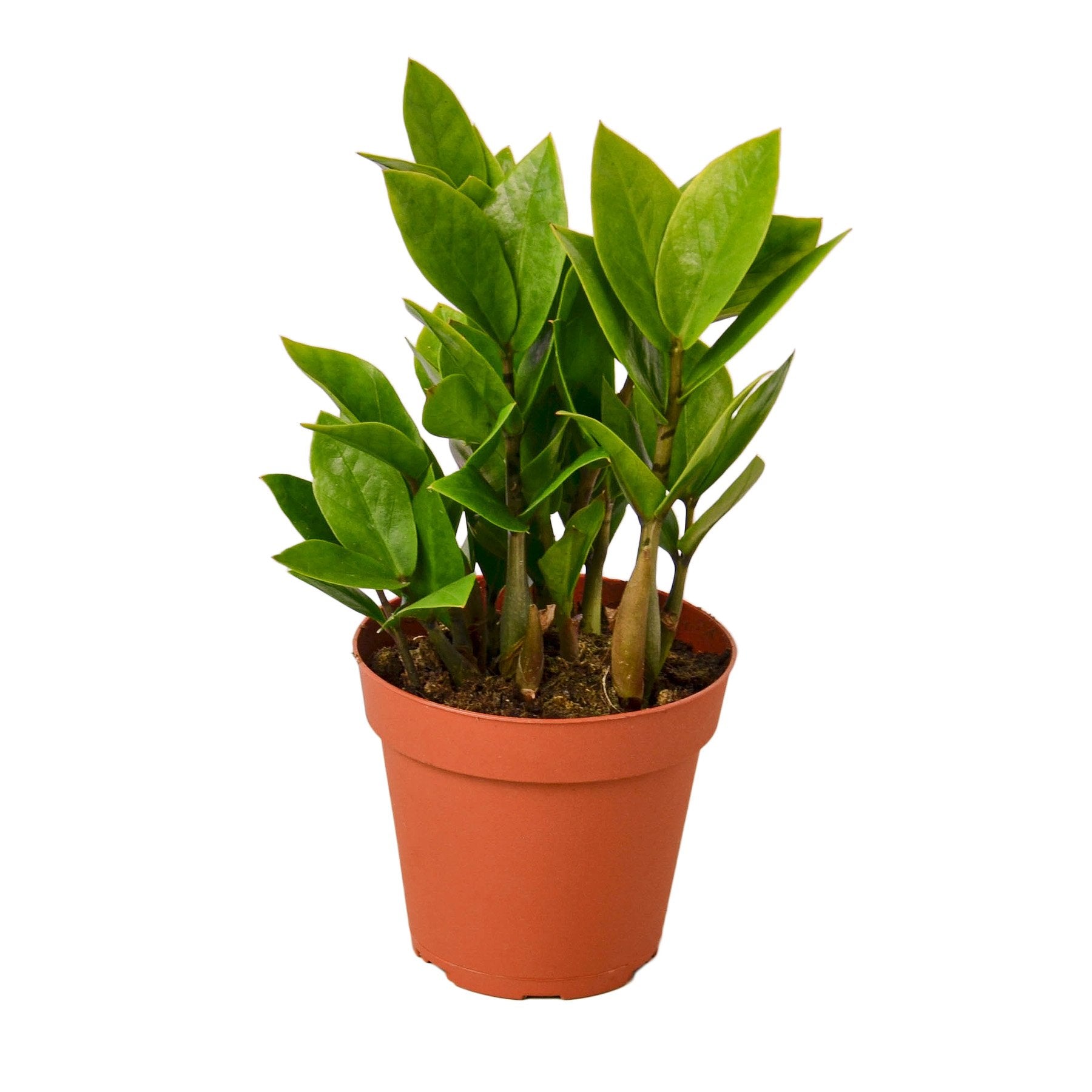 ZZ plant Zamioculcas zamiifolia in 4-inch terracotta nursery pot, glossy green leaves on Tampa Home & Garden Store