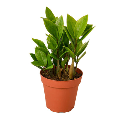 Zamioculcas Zamiifolia ZZ plant with glossy leaves in terracotta pot Rooted Treasures Farms on Tampa Home & Garden Store
