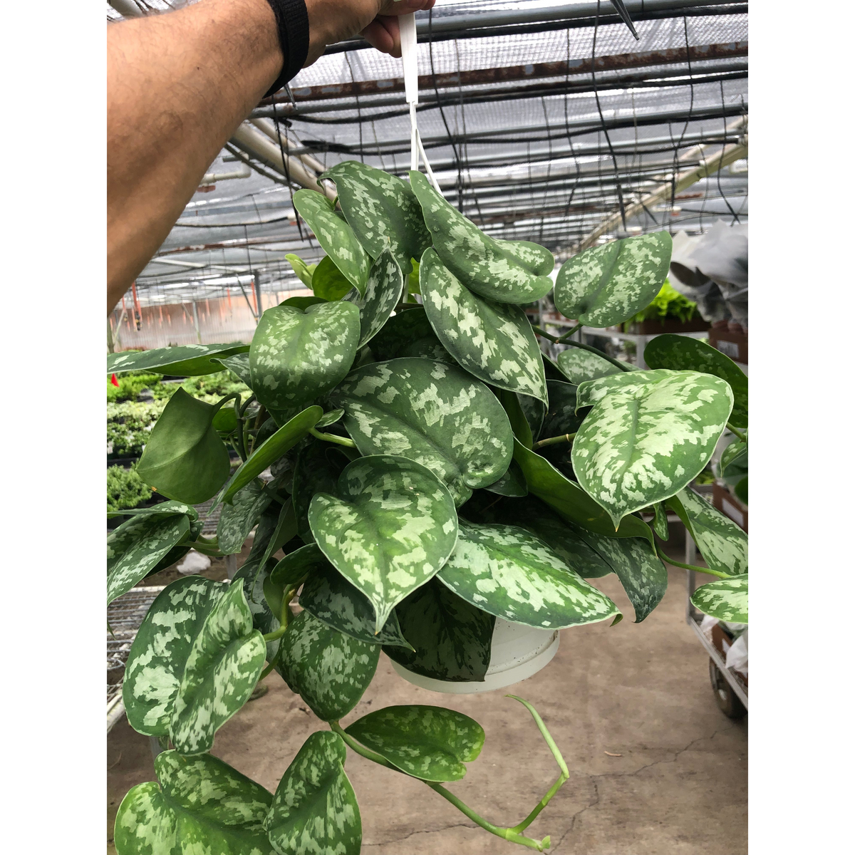 Pothos Silver Splash indoor plant with variegated green leaves and silver patches, trailing vine on Tampa Home & Garden Store