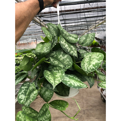 Pothos Silver Splash indoor plant with variegated green leaves and silver patches, trailing vine on Tampa Home & Garden Store
