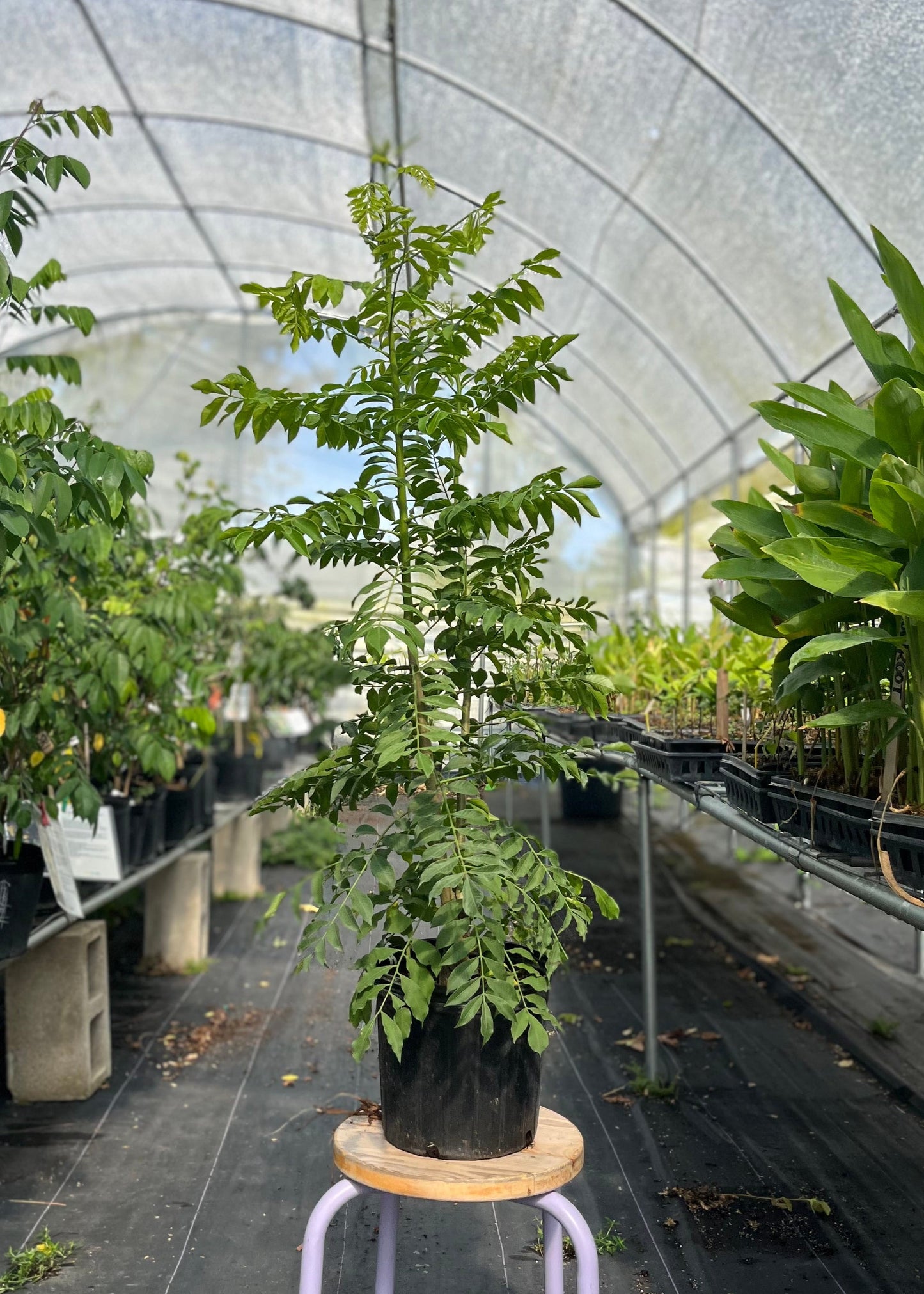 Jocote Tree, Yellow (Spondias Mombin)