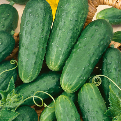 Cucumber seeds Seedtime Store green cucumbers in a basket on Tampa Home & Garden Store