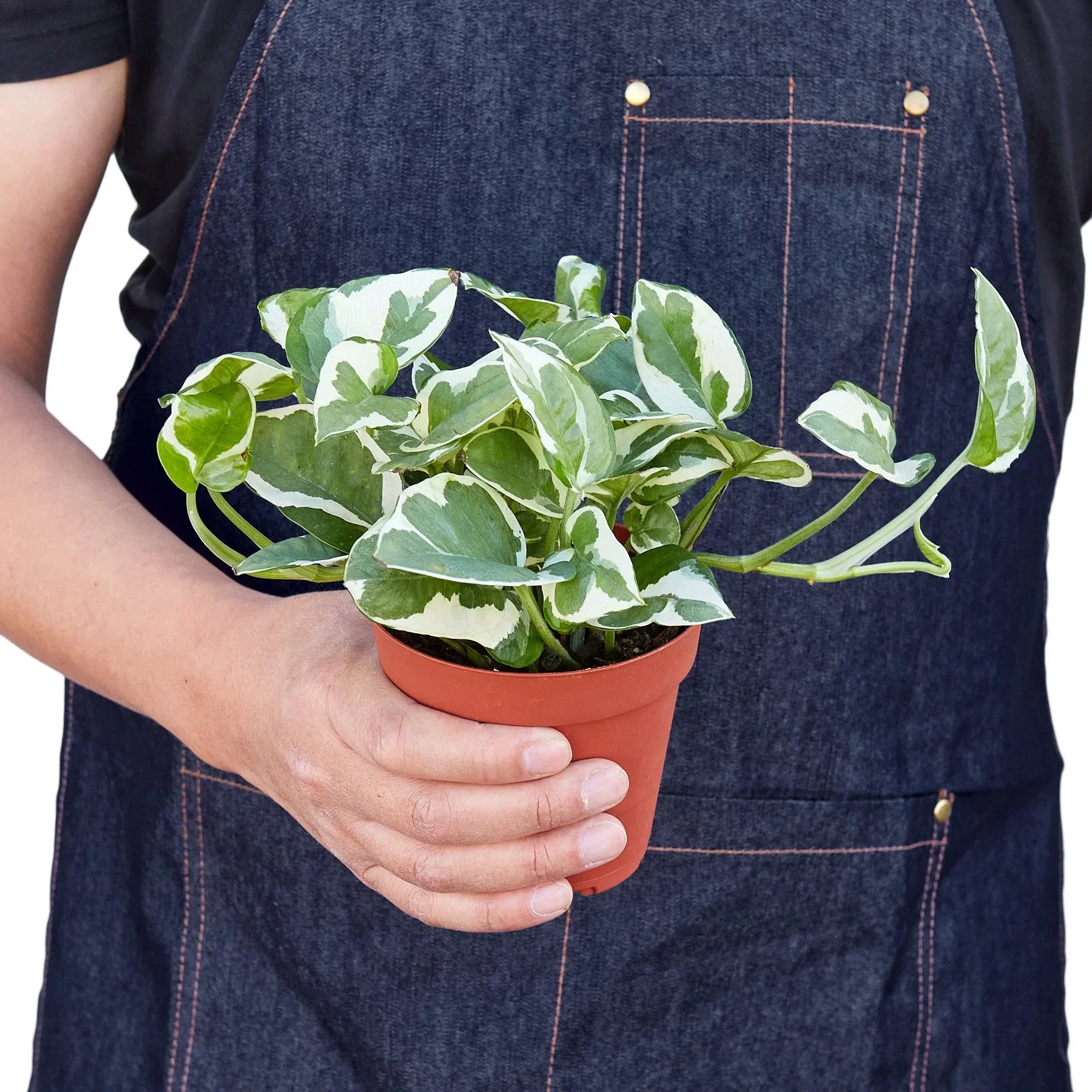 Indoor plant Pothos Njoy variegated green and cream leaves in a pot Rooted Treasures Farms on Tampa Home & Garden Store
