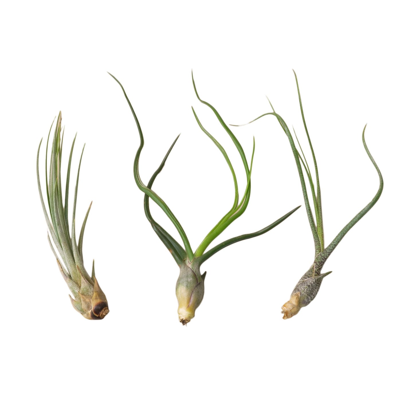 3 large Tillandsia air plants variety pack with twisted green leaves and bulbous bases on Tampa Home & Garden Store