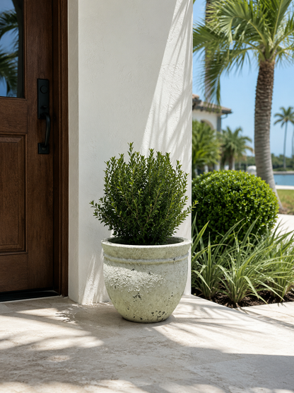 Coastal Ficonstone Planter by The Broward Design Center; light-stone pot with green shrub on Tampa Home & Garden Store