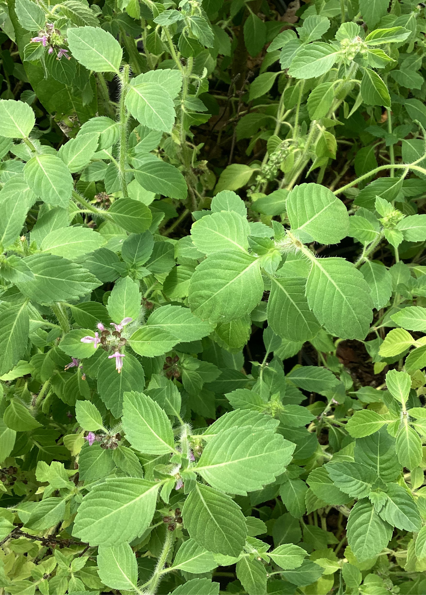 Albahaca silvestre de Florida (Ocimum campechianum)
