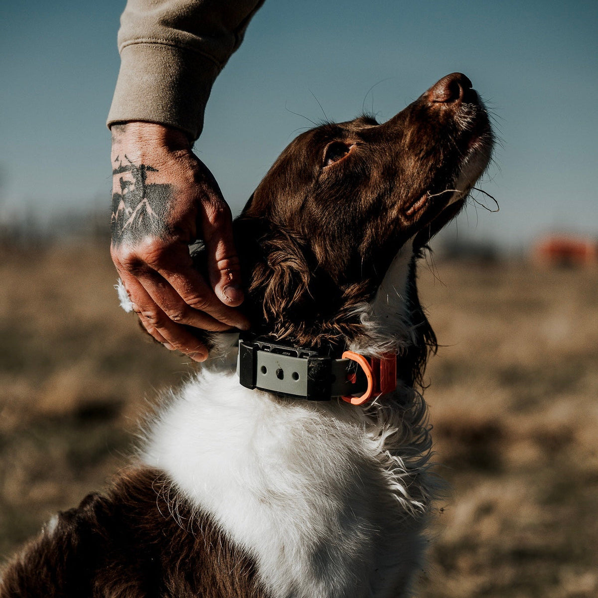 Training Collar Setup Hoss Straps hunting dog collar, black with orange buckle on Tampa Home & Garden Store
