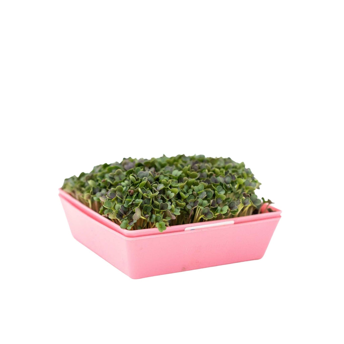 5X5 Shallow Microgreen Trays - Tampa Home & Garden Store