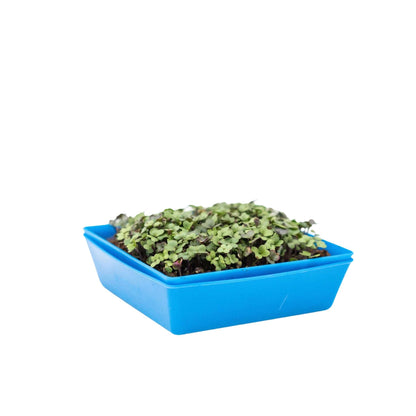 5X5 Shallow Microgreen Trays - Tampa Home & Garden Store