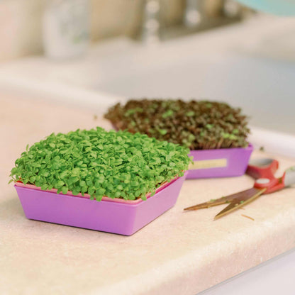 5X5 Shallow Microgreen Trays - Tampa Home & Garden Store
