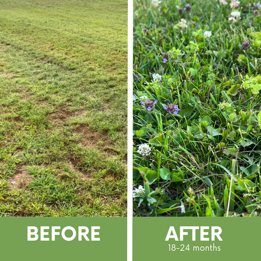Thick Bee Lawn Seed Kit seeds by Flawn Seed Kits; patchy lawn becomes lush clover turf on Tampa Home & Garden Store