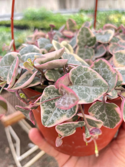 String of Hearts Variegated Indoor Plant