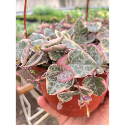 String of Hearts Variegated plant House Plant Shop pink-edged heart leaves in hanging pot on Tampa Home & Garden Store