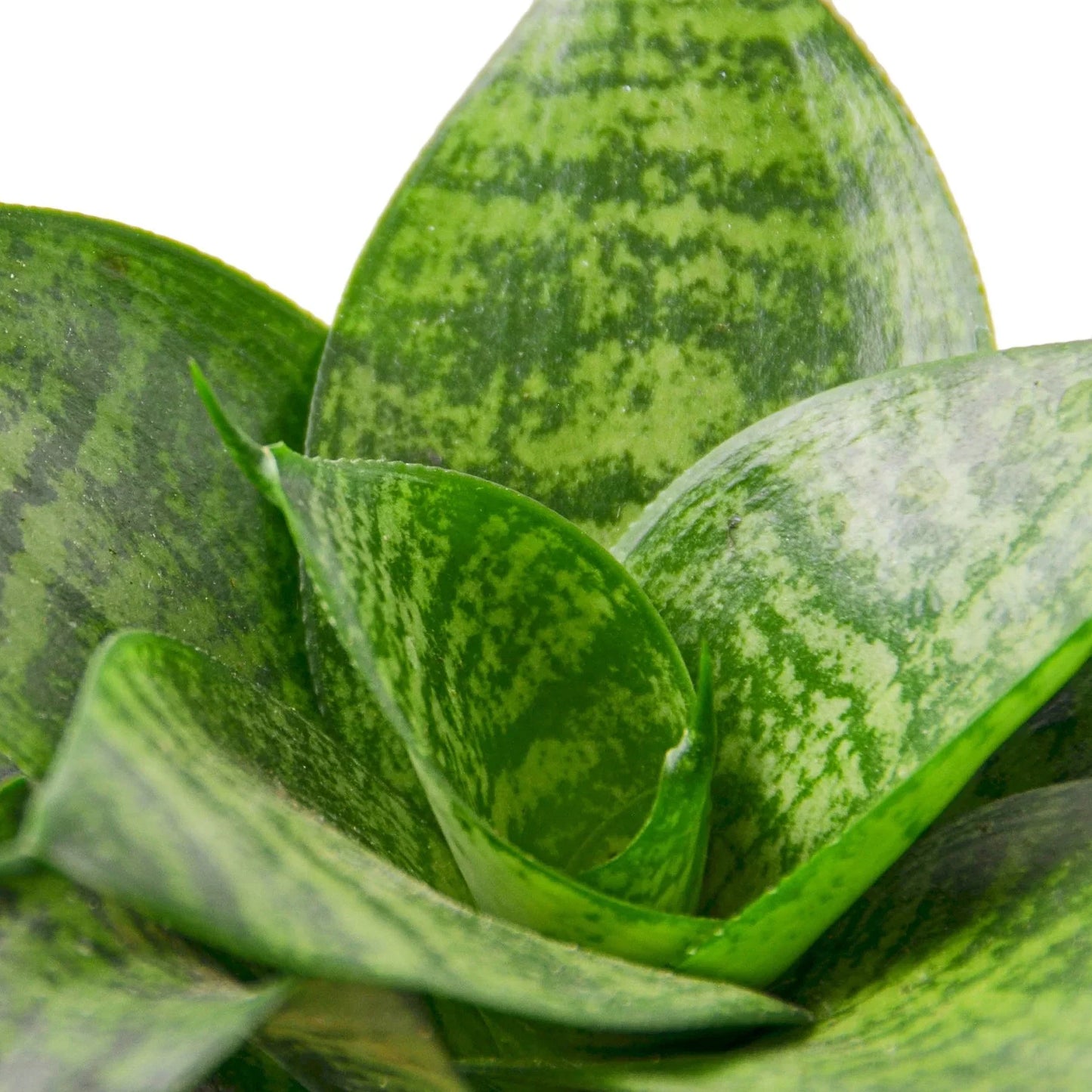 Snake Plant Black Robusta indoor plant leaves with green variegation Rooted Treasures Farms on Tampa Home & Garden Store