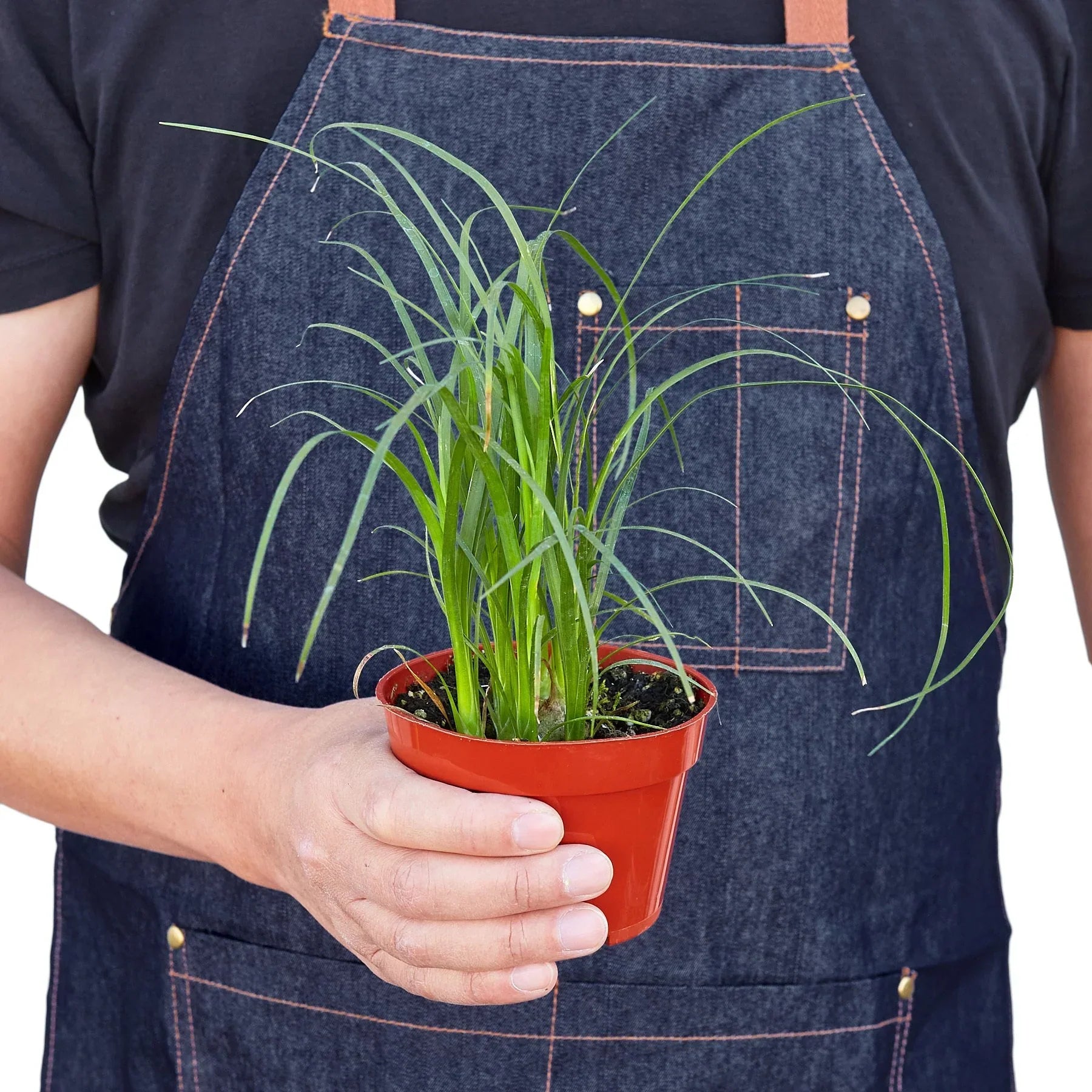 Palm Ponytail indoor plant by Rooted Treasures Farms in a red plastic pot on Tampa Home & Garden Store