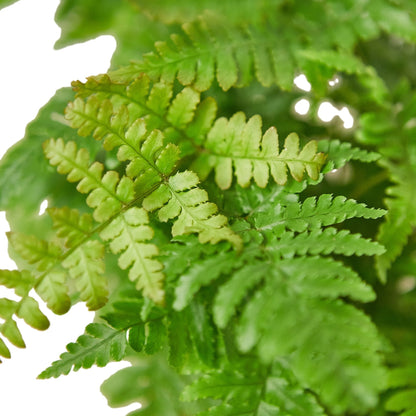 Autumn Fern indoor plant from Rooted Treasures Farms with lush green fronds on Tampa Home & Garden Store