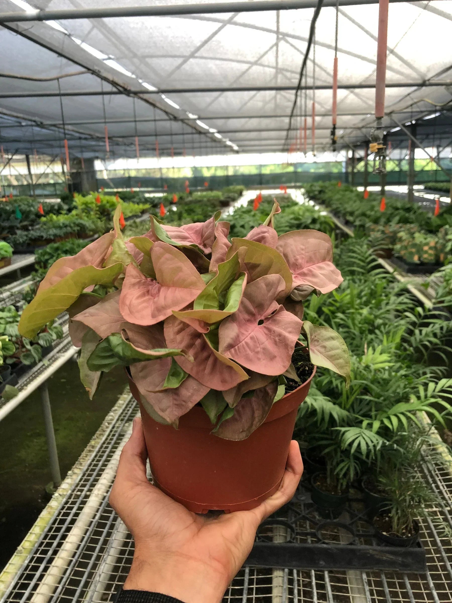 Syngonium Strawberry indoor plant Rooted Treasures Farms in pink-green leaves in a terracotta pot on Tampa Home & Garden Store