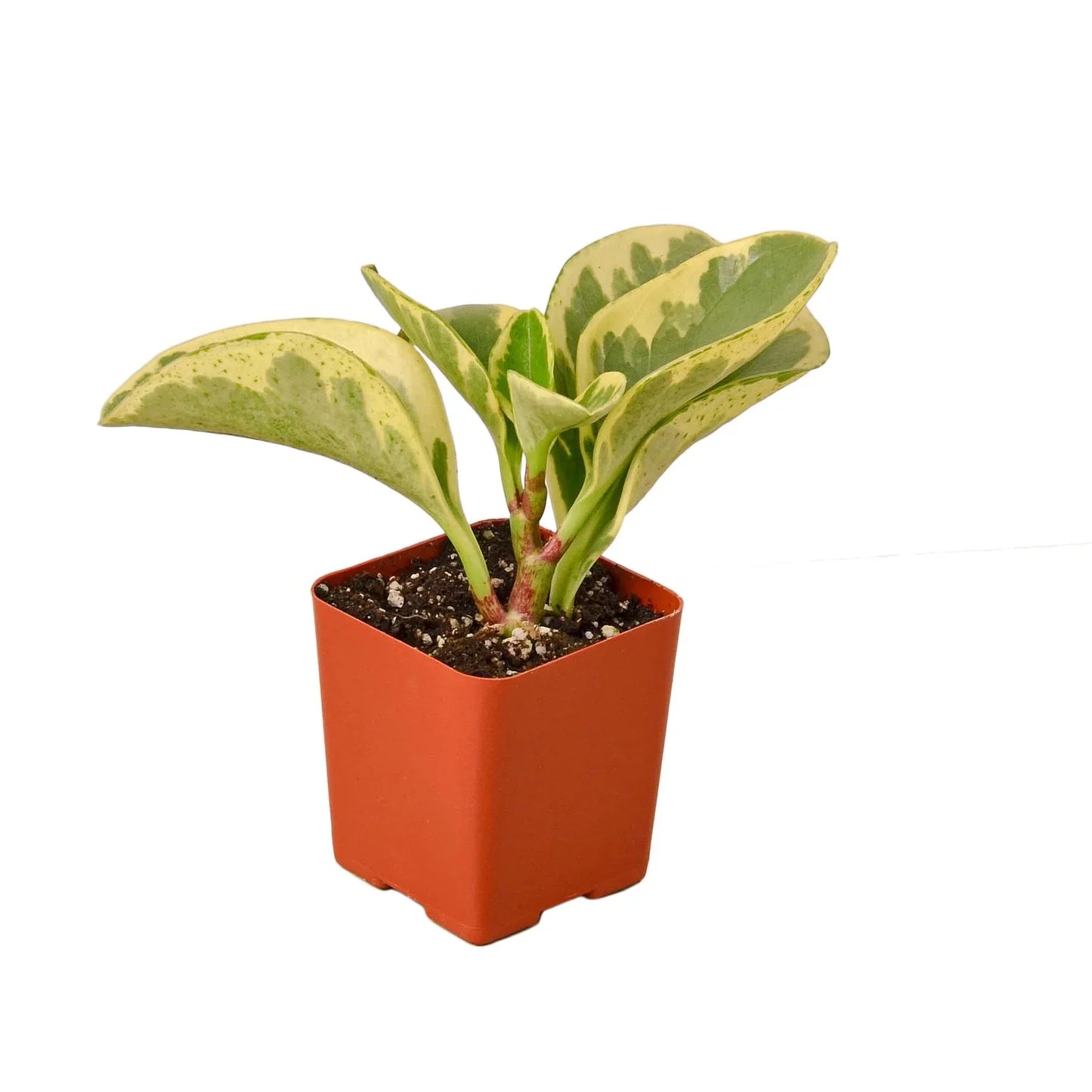Peperomia Marble indoor plant with variegated green and cream leaves in orange pot on Tampa Home & Garden Store