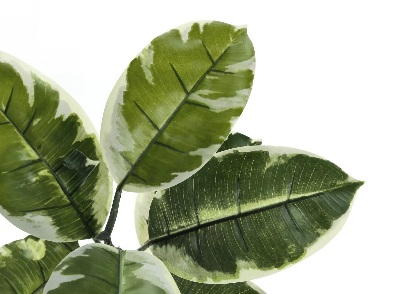 Artificial rubber tree plant leaves variegated green and cream indoor decorative plant on Tampa Home & Garden Store