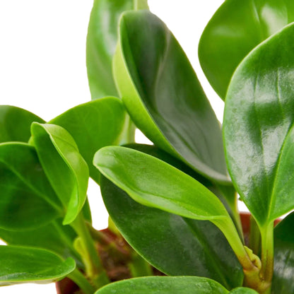 Peperomia Thailand indoor plant glossy green leaves by Rooted Treasures Farms on Tampa Home & Garden Store