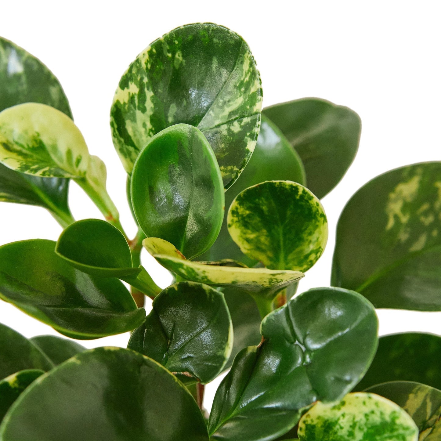Peperomia Marble indoor plant with glossy variegated green and cream leaves on Tampa Home & Garden Store