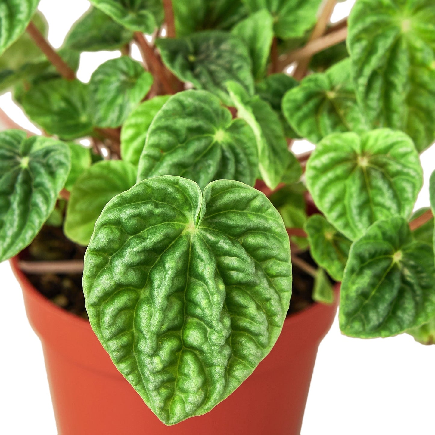 Peperomia Ripple plant in terracotta nursery pot with glossy ribbed green leaves on Tampa Home & Garden Store