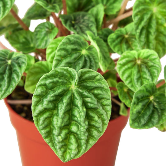 Peperomia Ripple plant in terracotta nursery pot with glossy ribbed green leaves on Tampa Home & Garden Store