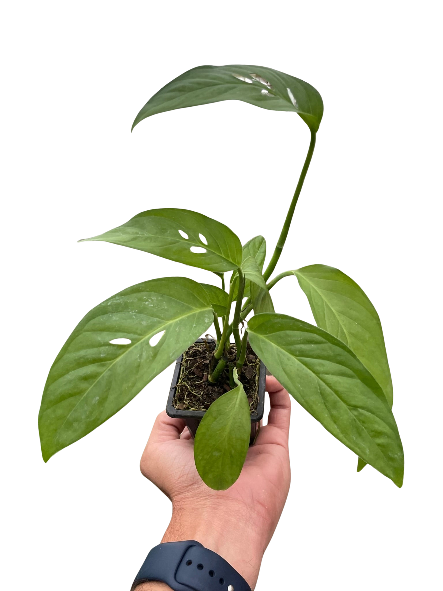 Monstera Adansonii Swiss Cheese indoor plant in small pot with green leaves on Tampa Home & Garden Store
