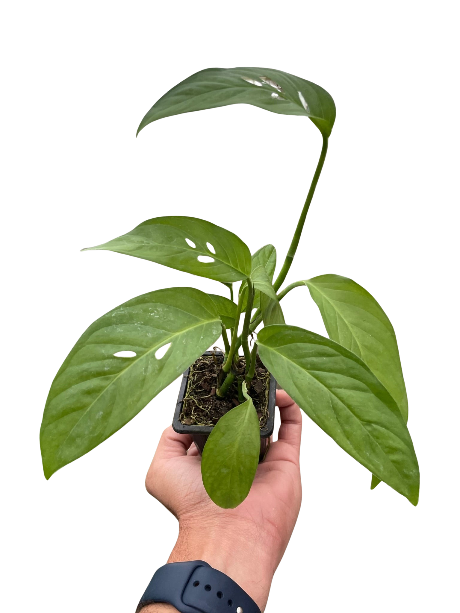 Monstera Adansonii Swiss Cheese indoor plant in small pot with green leaves on Tampa Home & Garden Store