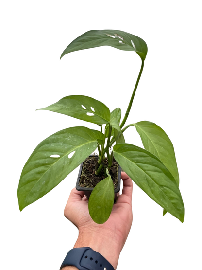 Monstera Adansonii Swiss Cheese indoor plant in small pot with green leaves on Tampa Home & Garden Store