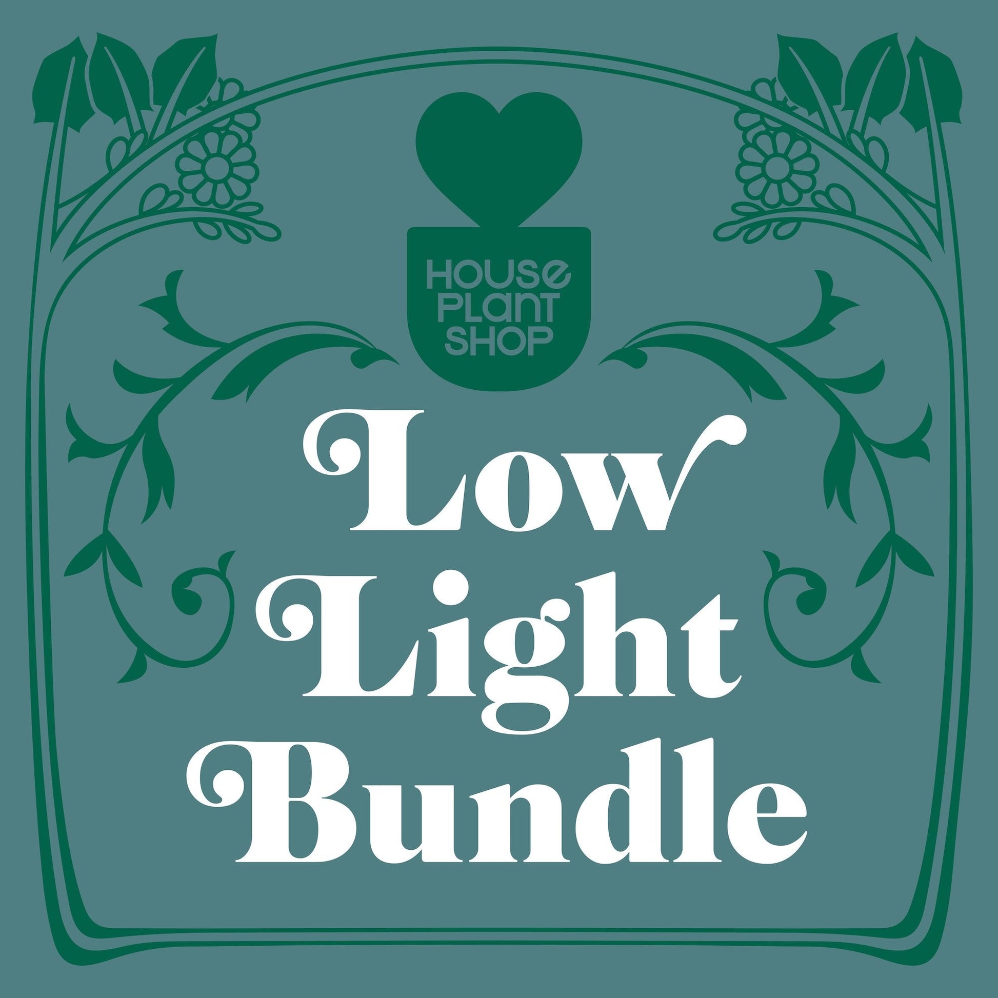 Low Light Bundle 4-inch plant by Rooted Treasures Farms, houseplants with House Plant Shop branding on Tampa Home & Garden Store