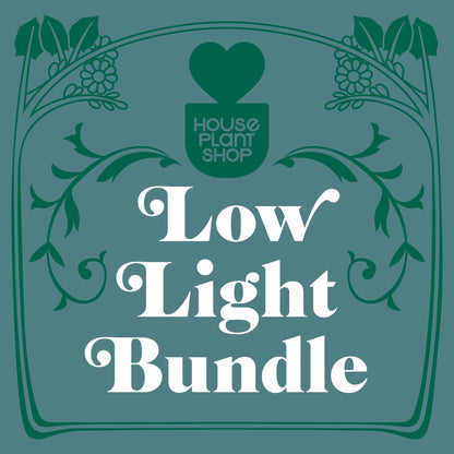 Low Light Bundle 4-inch plant by Rooted Treasures Farms, houseplants with House Plant Shop branding on Tampa Home & Garden Store