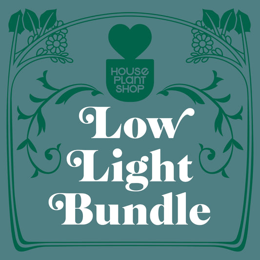 Low Light Bundle 4-inch plant by Rooted Treasures Farms, houseplants with House Plant Shop branding on Tampa Home & Garden Store