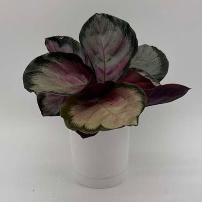 Calathea Roseopicta 'Pale Rosy'