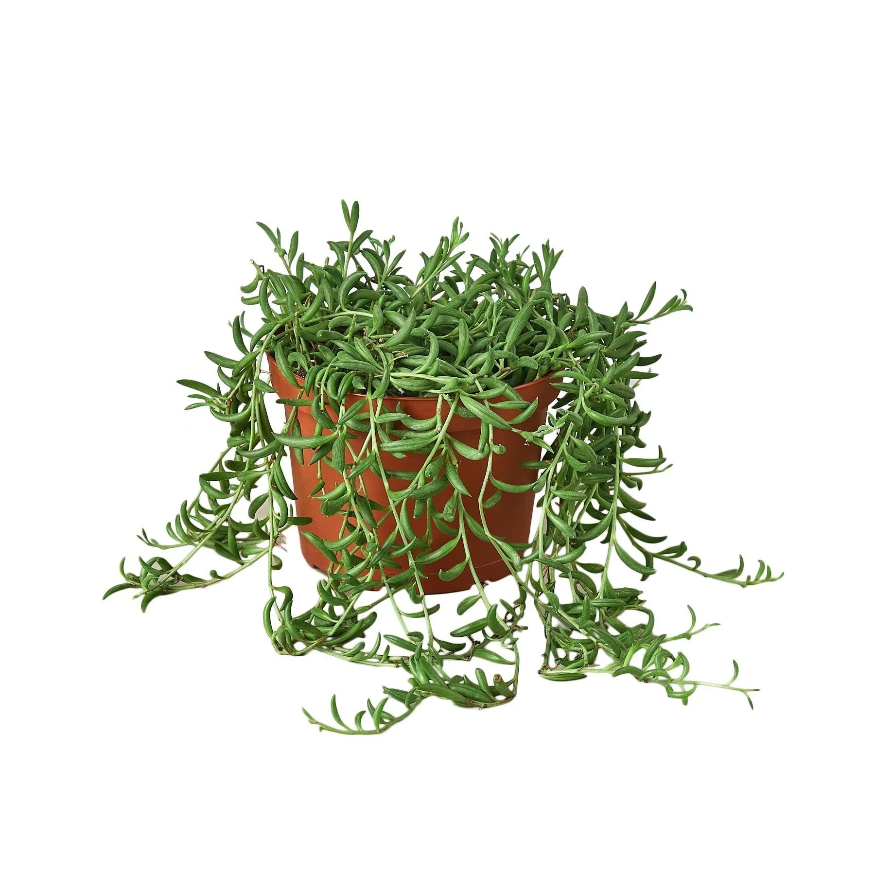 Succulent String of Bananas in terracotta pot with trailing green leaves Rooted Treasures Farms on Tampa Home & Garden Store