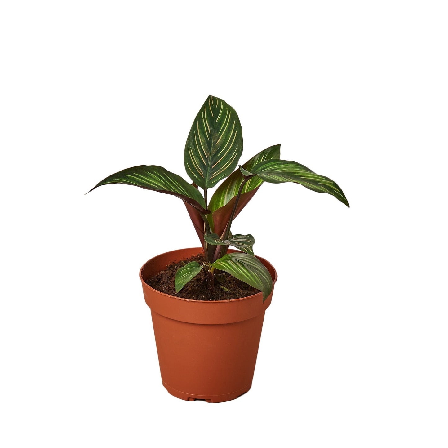 Calathea Beauty Star indoor plant with striped leaves in a terracotta pot on Tampa Home & Garden Store
