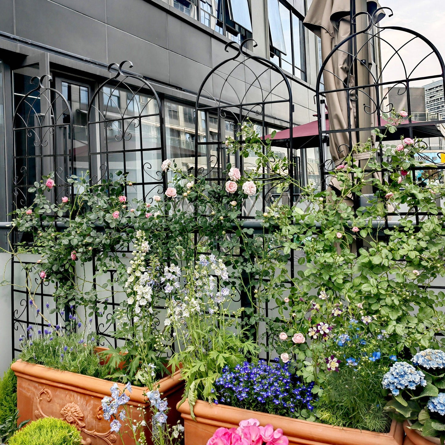 Metal Trellis For Climbing Plants And Vines