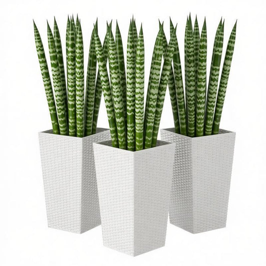 HouseOfZazla white woven planter set of 3 tall square planters with snake plants on Tampa Home & Garden Store